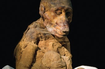 Baboon mummy found in tomb KV 51