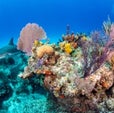 Corals Are Dissolving Away