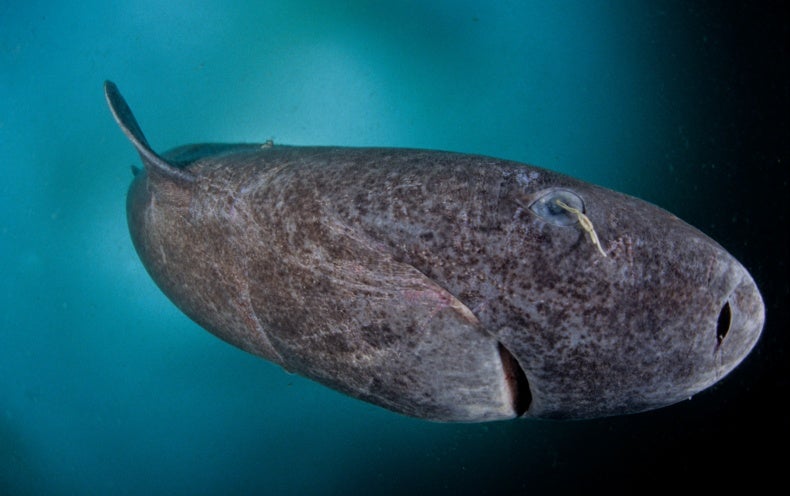 Caught on Camera: Ancient Greenland Sharks - Scientific American