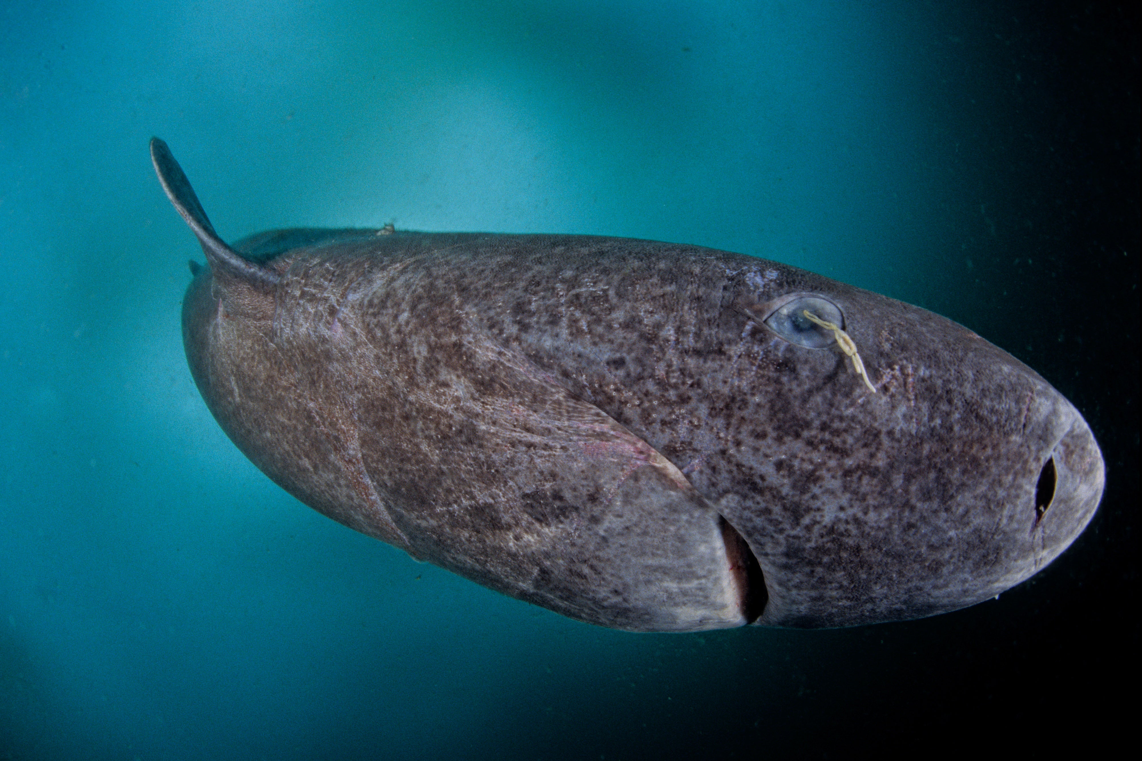 Caught on Camera: Ancient Greenland Sharks - Scientific American