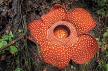 Giant Rotten-Smelling Parasite Flower Rafflesia Evokes Host Defenses