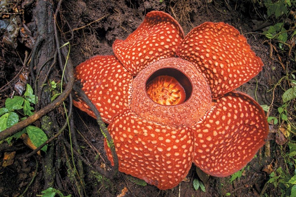 Rafflesia blooming in Sumatra.