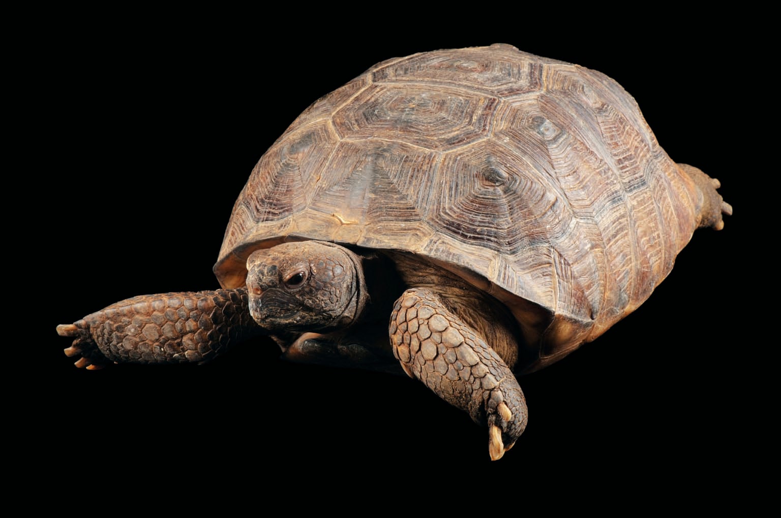 Siyah bir arka planda gösterilen büyük kahverengi bir kaplumbağa.