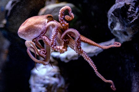 Octopus underwater close up portrait while hunting.