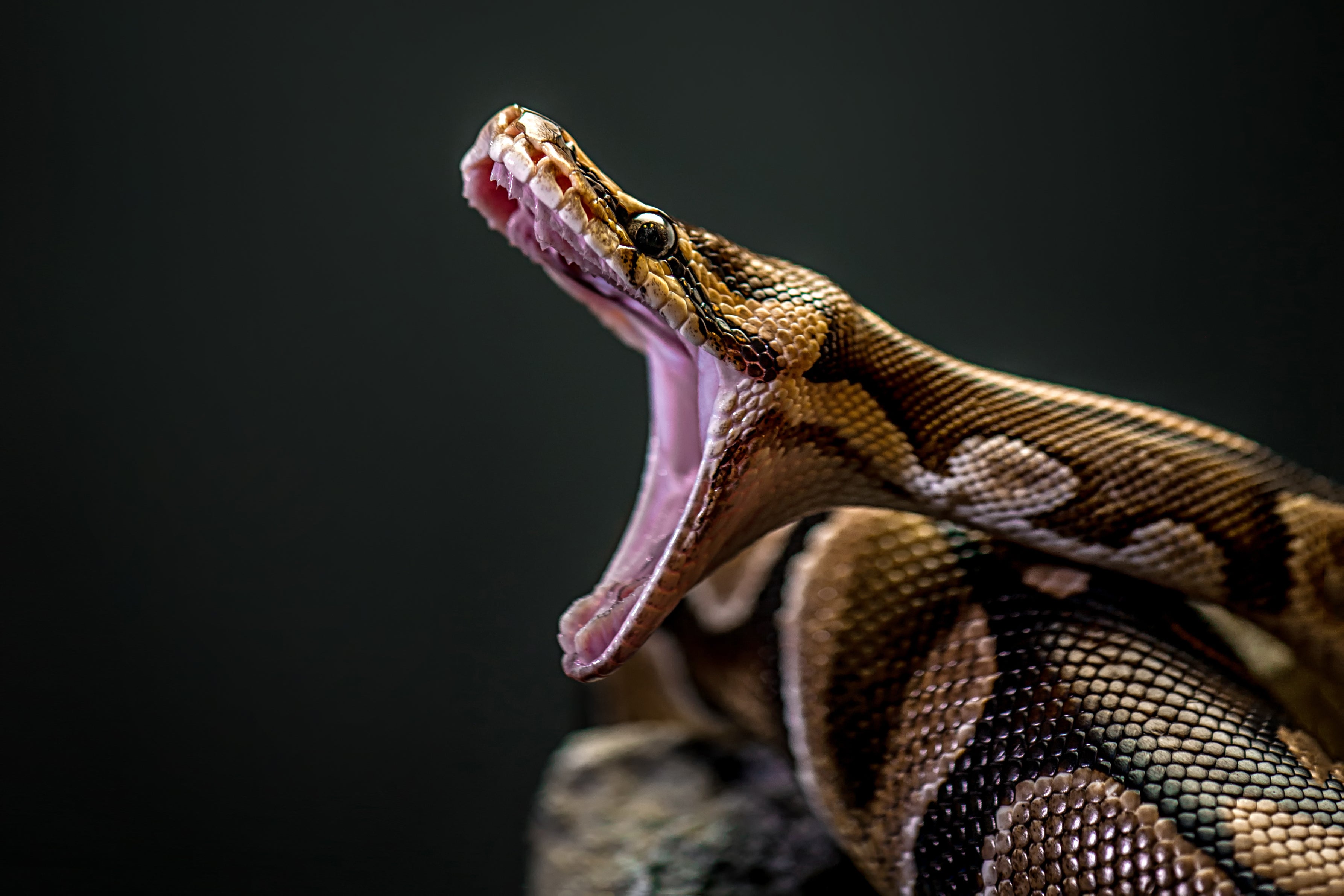 Here's How a Python Jaw Can Fit a Whole Deer - Scientific American