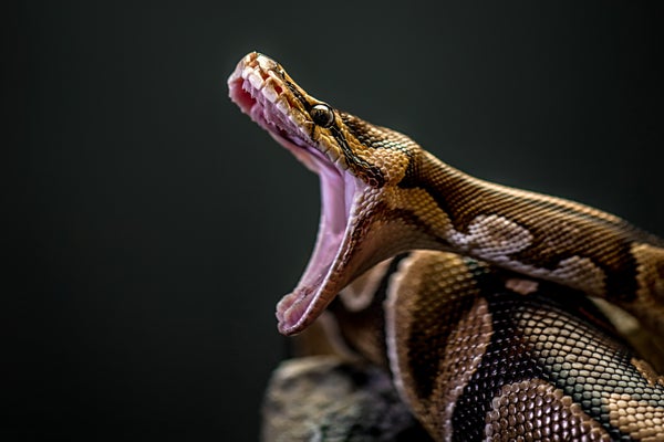 A Burmese python shown with it's mouth wide open against a black background.