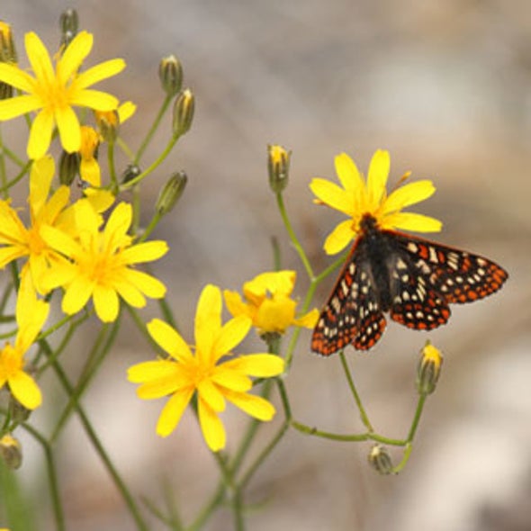 Deporting Plants and Animals to Protect Them from Climate Change