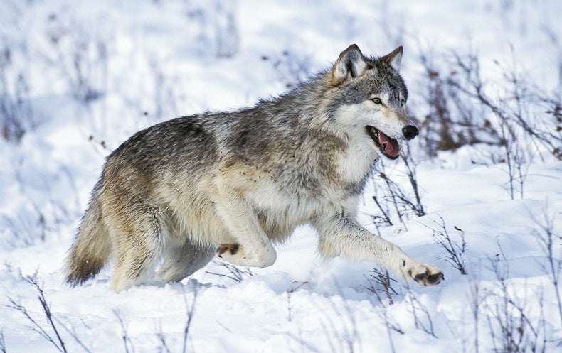 ‘Mind Control’ Parasite Makes Wolves Effective Pack Leaders