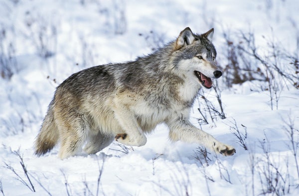 North American Grey Wolf, canis lupus occidentalis, Adult running on Snow.