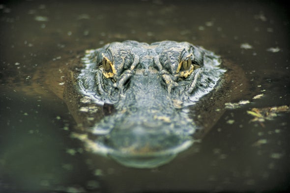 Gators Guard Birds That Nest Nearby