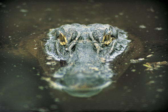 Gators Guard Birds That Nest Nearby