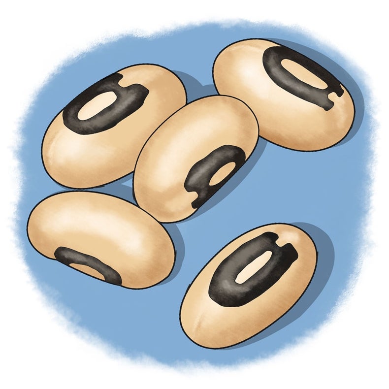 Soupy Science Investigate How Dried Beans Absorb Water Scientific