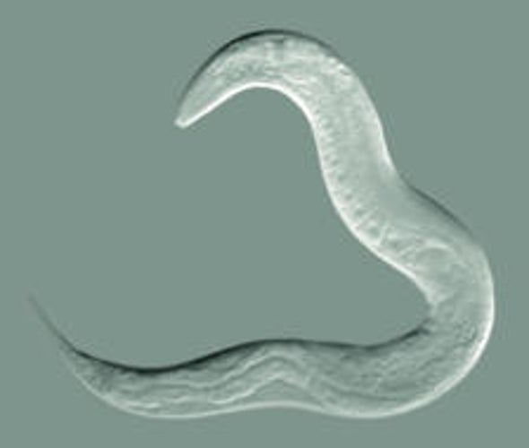 A Magnetic Remote Control That Can Rewind a Worm's Wriggle