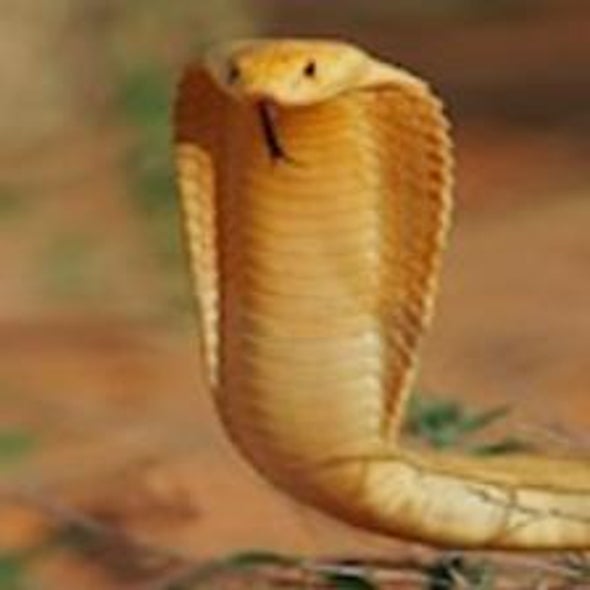 Snakes in the MRI Machine: A Study of Courage