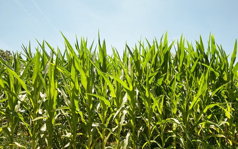 For Crop Harvests, Every Degree of Warming Counts - Scientific American