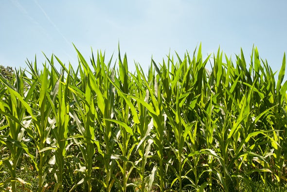 For Crop Harvests Every Degree Of Warming Counts Scientific American