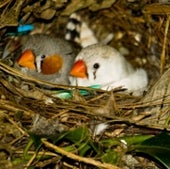FINCHES WITH FORESIGHT: