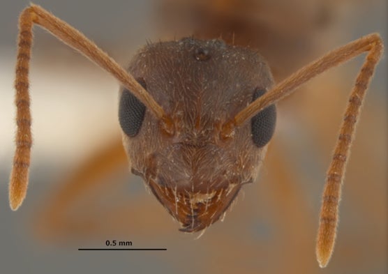 The Rise of the Crazy Ants
