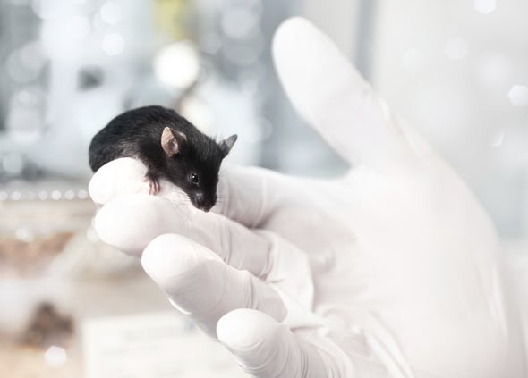 Laser Used to Control Mouse's Brain--and Speed Up Milk Shake Consumption