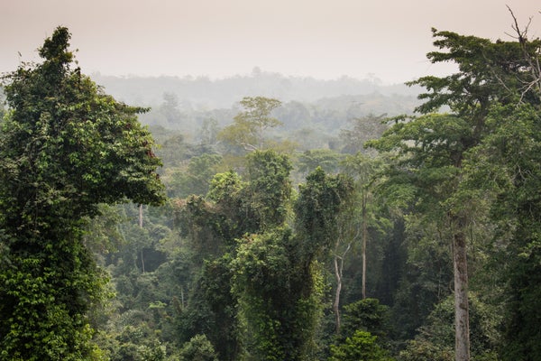 Old Trees Are Ecosystem Gold | Scientific American