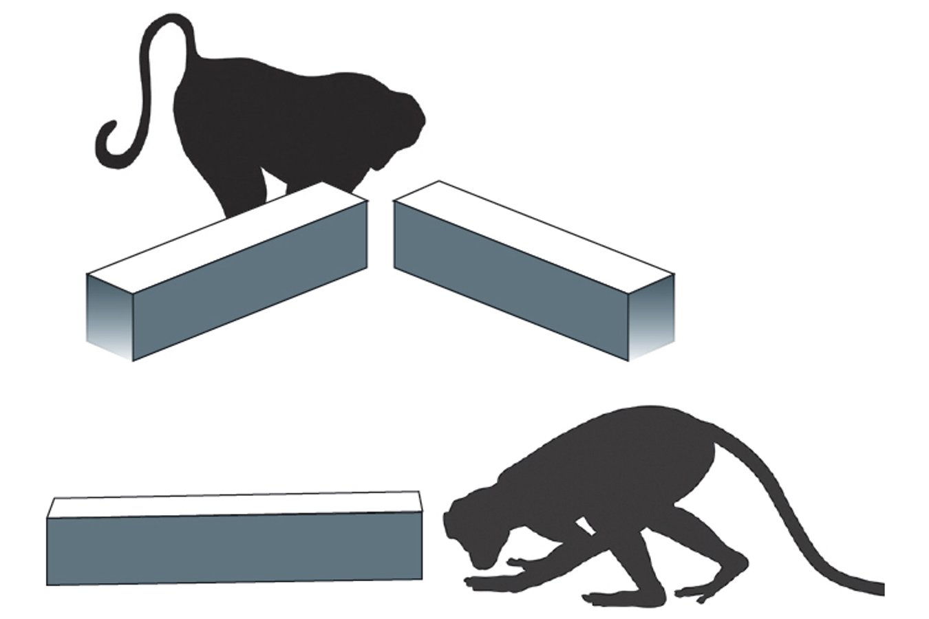 Monkeys Can Think about Thinking, Too | Scientific American