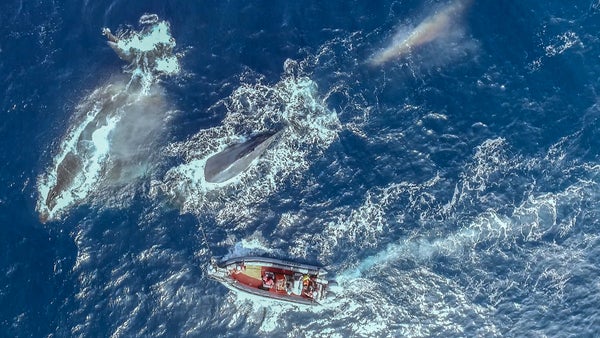 Aerial view of a small boat floating next to a large surfacing whale in the ocean.