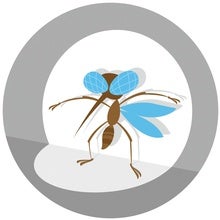 Lidar Advances Show Mosquito Rush Hours