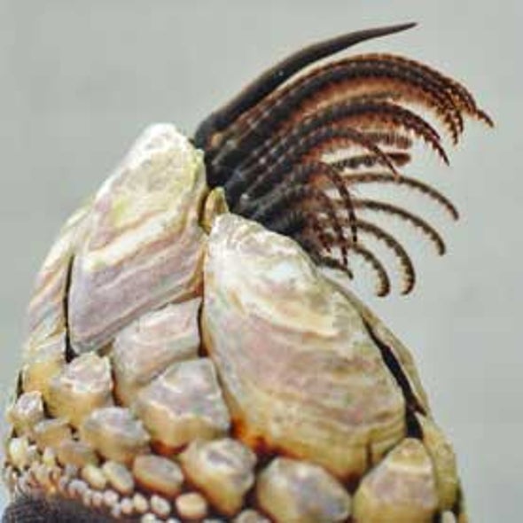 barnacles mate via spermcasting scientific american