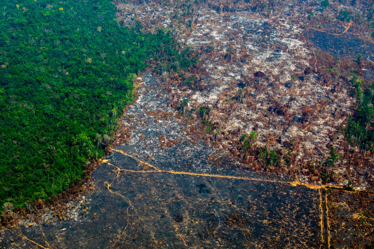 Deforestation in the  Rainforest: causes, effects, solutions