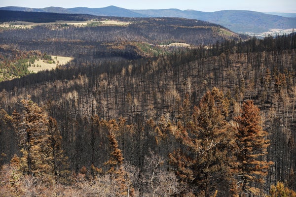 Aerial view of scorched trees