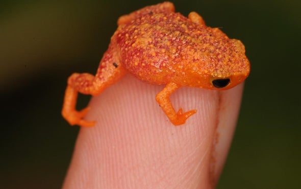 This Frog Can't Hear Its Own Calls