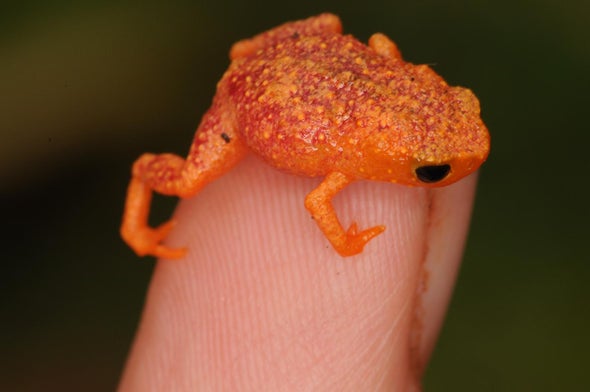 This Frog Can't Hear Its Own Calls