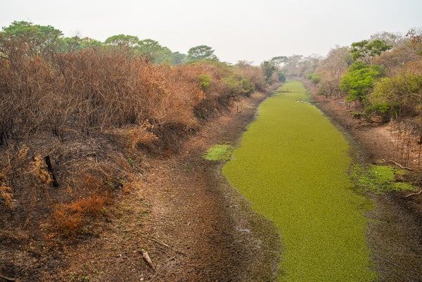 Landscape including bright green river and dried-up brown foliage.
