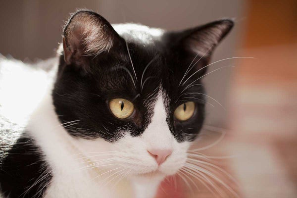 Top Bicolour Cats & Why Cats Have White Patches