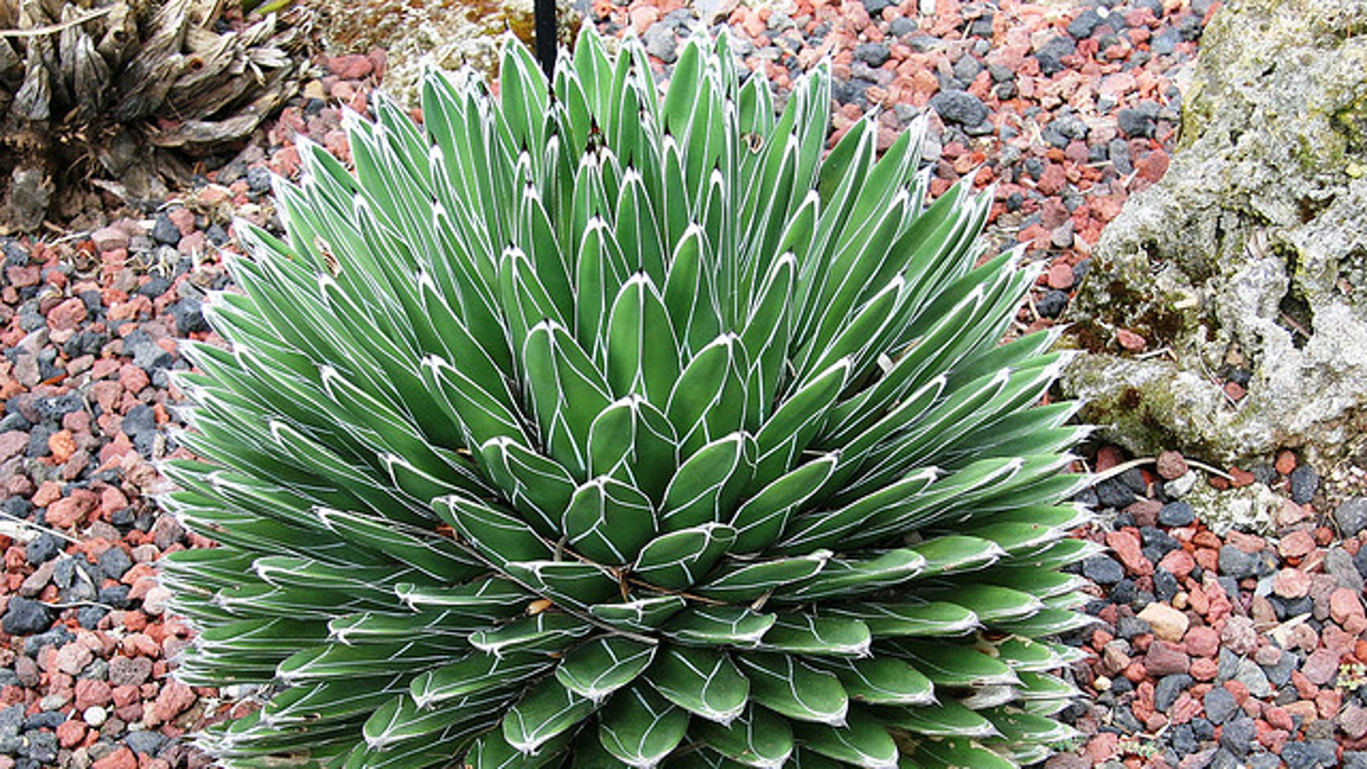 Does Agave Hold the Secret to Drought-Resistant Farming? | Scientific  American