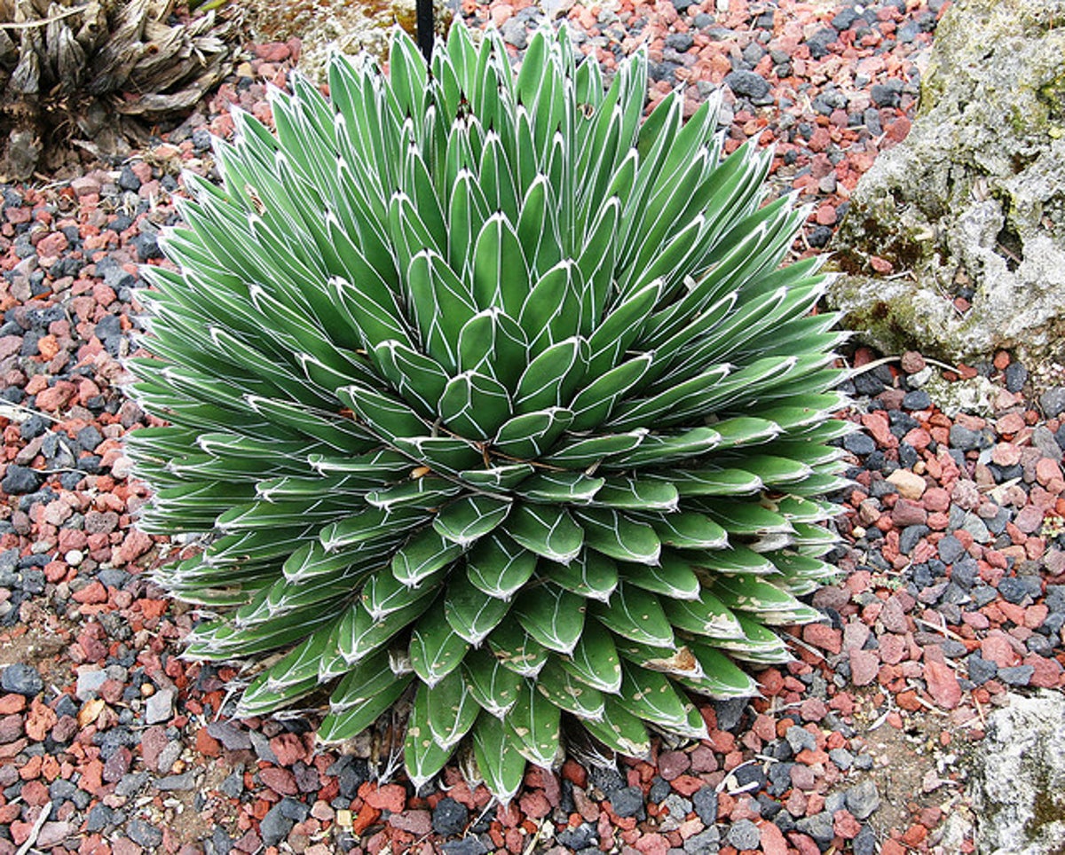 Does Agave Hold the Secret to DroughtResistant Farming? Scientific