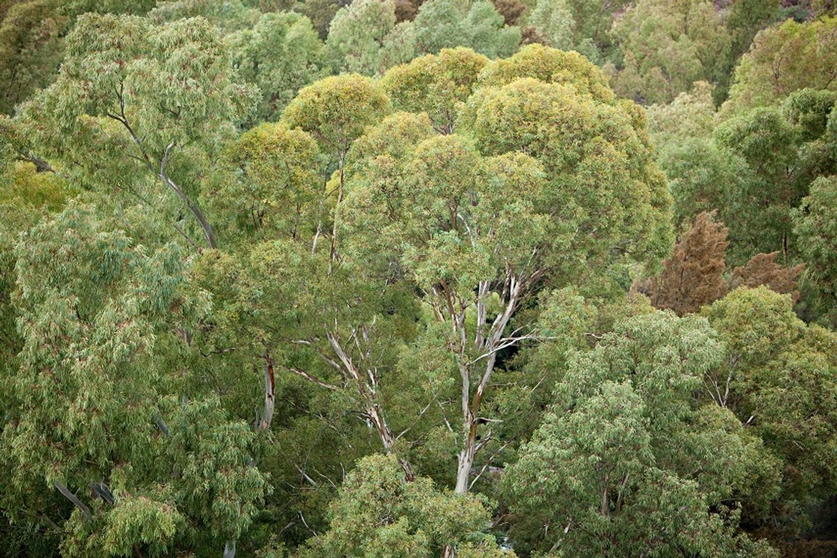 Some Trees Beat Heat with Sweat | Scientific American