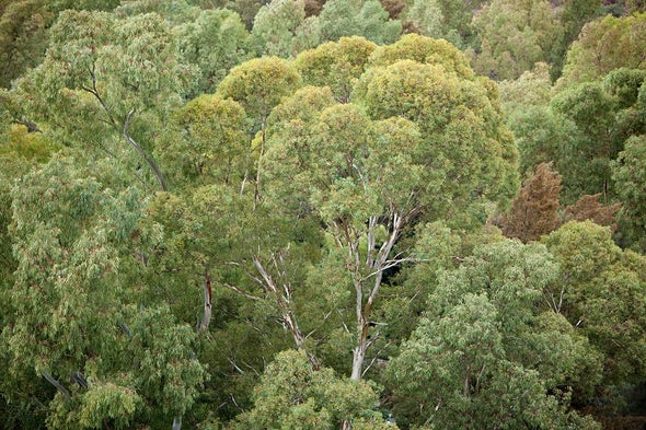 Some Trees Beat Heat with Sweat