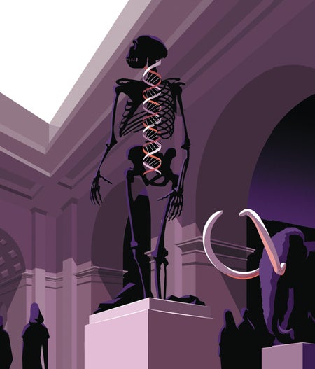 Human skeleton standing on museum podium art concept.