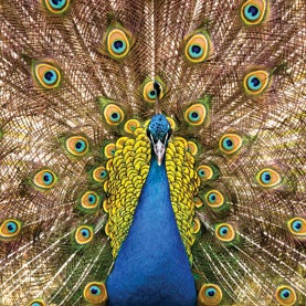 Peacock feathers look amazing under microscope in viral clip