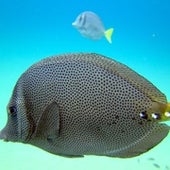 Razor Surgeonfish (or Yellowtail Surgeonfish)