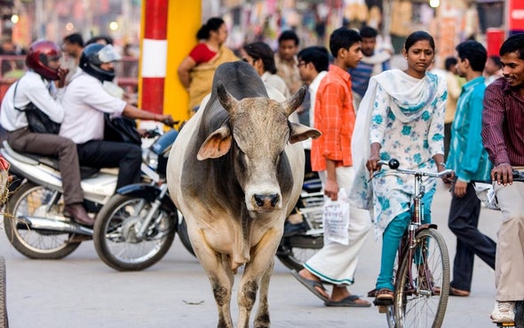 Scientists Take a Cattle Headcount in India