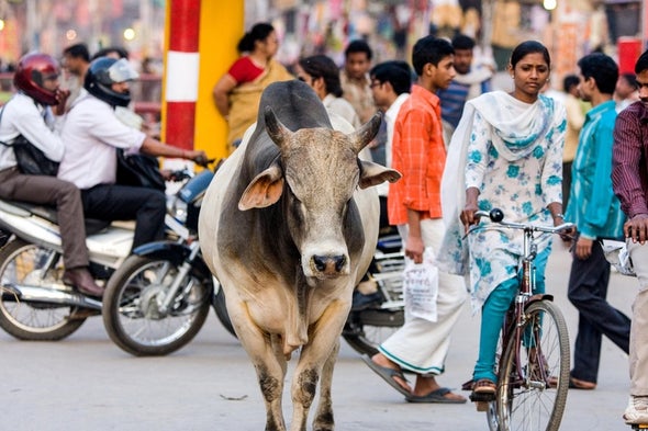 Scientists Take a Cattle Headcount in India