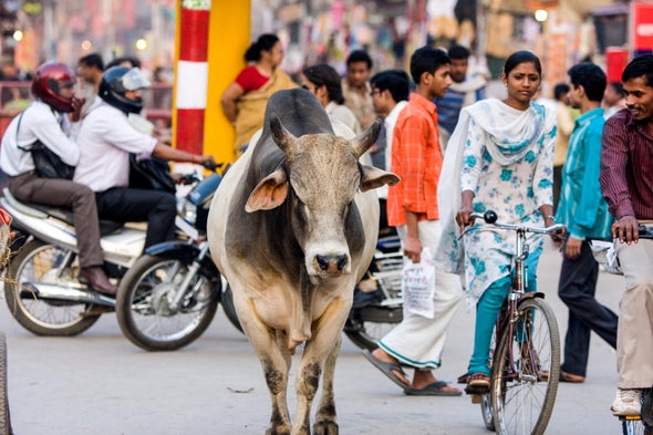 Scientists Take a Cattle Head Count in India