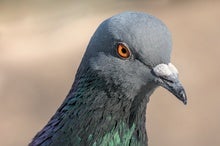 Homing Pigeons Remember Routes for Years