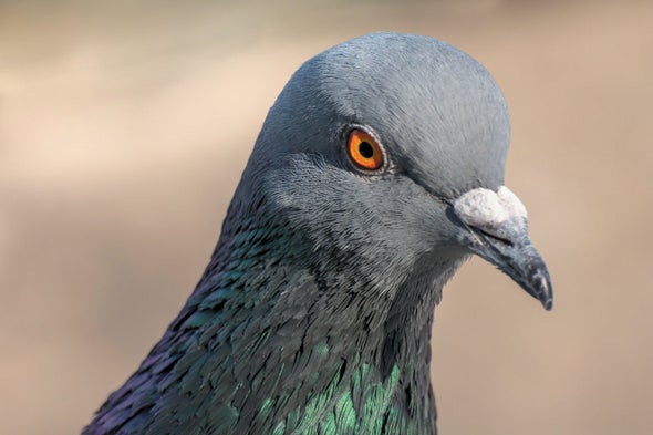 Homing Pigeons Remember Routes for Years