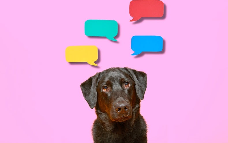 can-dogs-use-language-scientific-american