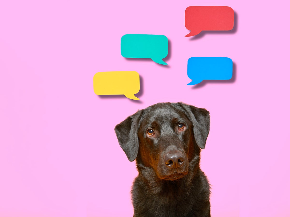 Can Dogs Use Language? | Scientific American