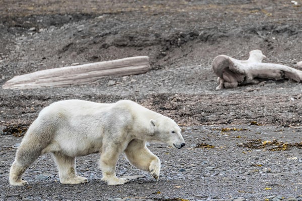 Thin polar bear scavenges for food on rocky shore