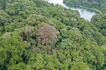 Death by Lightning Is Common for Tropical Trees